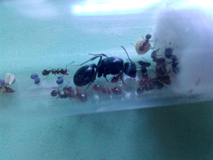 Муравьи у ватки.