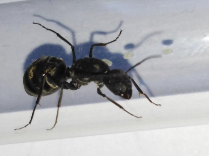Camponotus cf. auriventris 