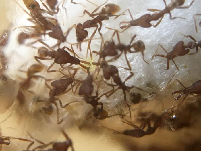 Пакетик яиц