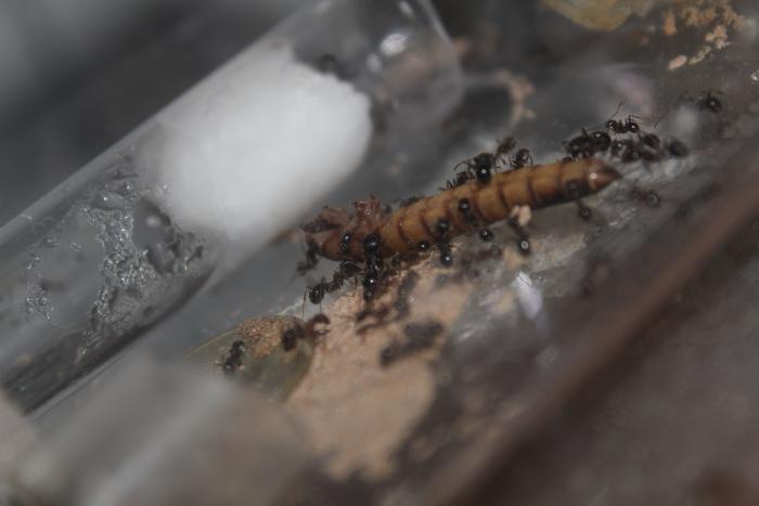 Набросились верхом!