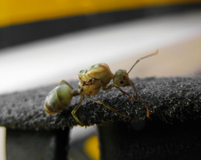 Муравьишка с Бунакена, Индонезия