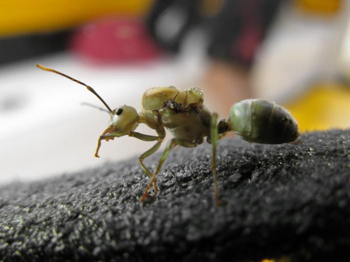 Муравьишка с Бунакена, Индонезия