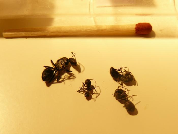 Camponotus albivillosus rip :(