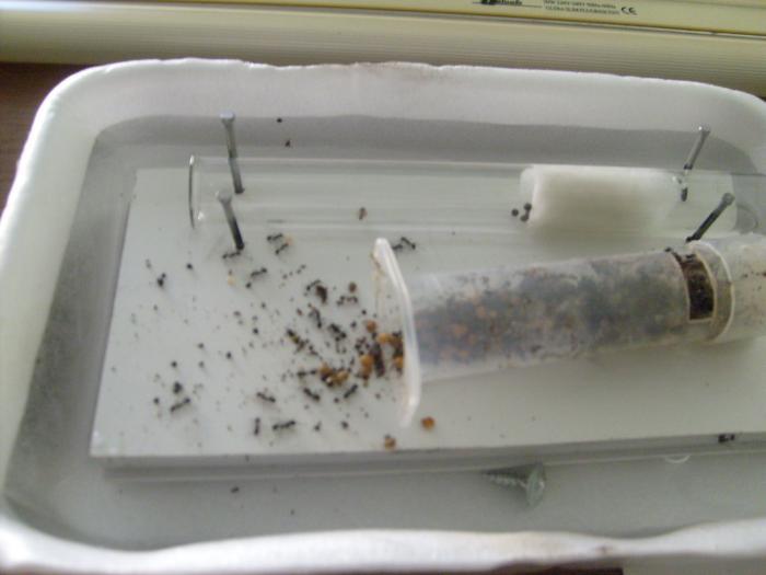 Само переселение. В начале они бешенно бегали,сейчас спокойны...на арене "челове