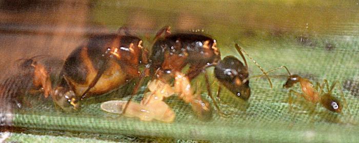 Ее Величество