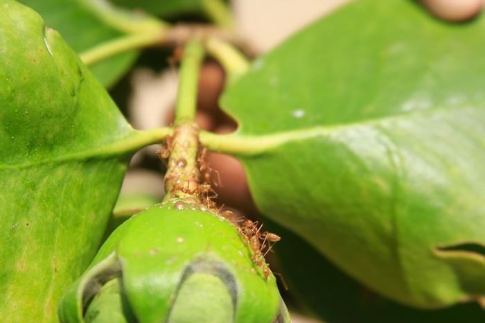 Экофилы фермеры