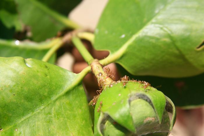 Экофилы фермеры