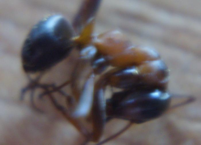 Муравей 1 оргинальный цвет