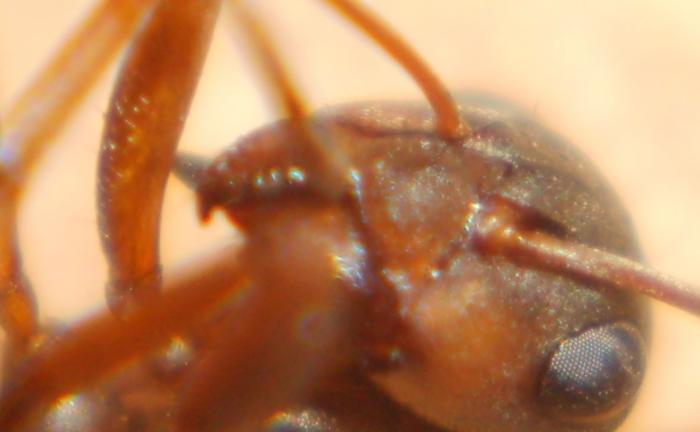 Муравей 1 голова