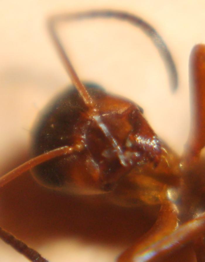 Муравей 2 голова