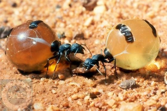 Camponotus inflatus