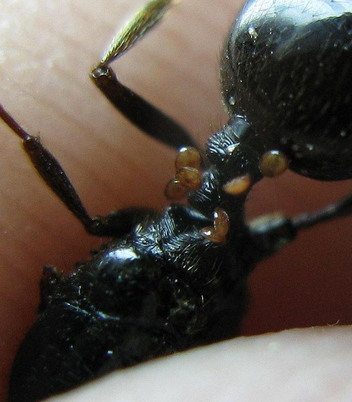 Клещи на муравьях