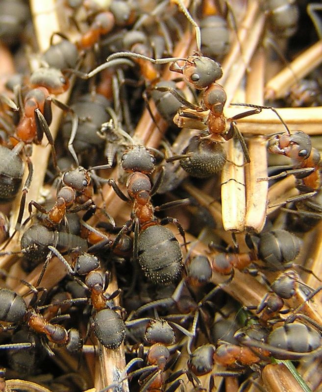 Formica rufa (рыжий лесной муравей)