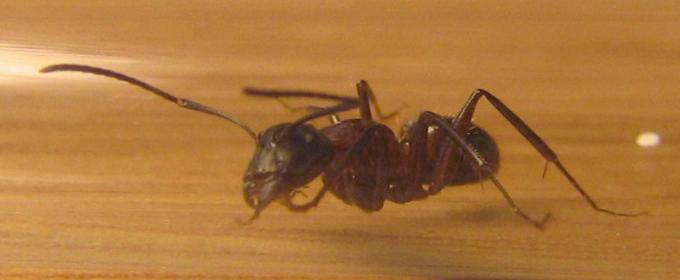 Camponotus ligniperda (Европейский муравей-древоточец)
