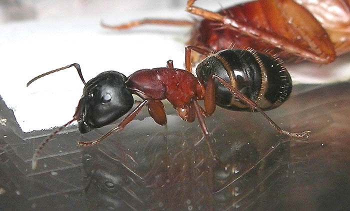 Camponotus herculeanus - солдат