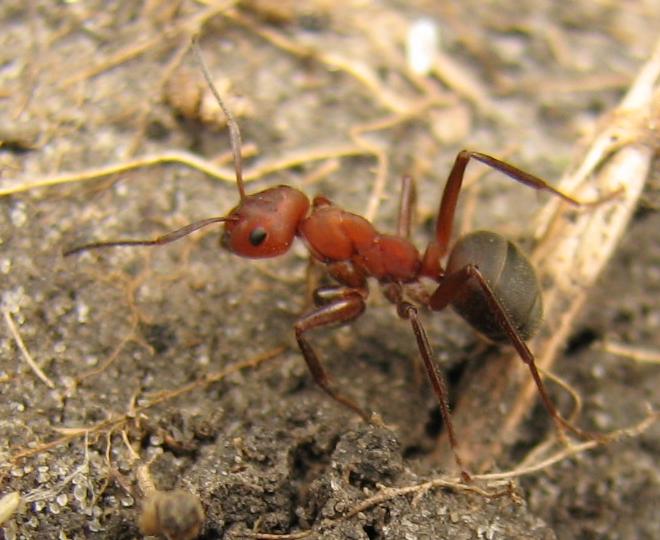 Formica truncorum (красноголовый муравей)