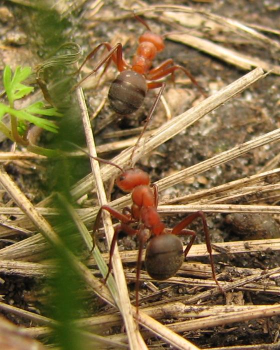 Formica truncorum