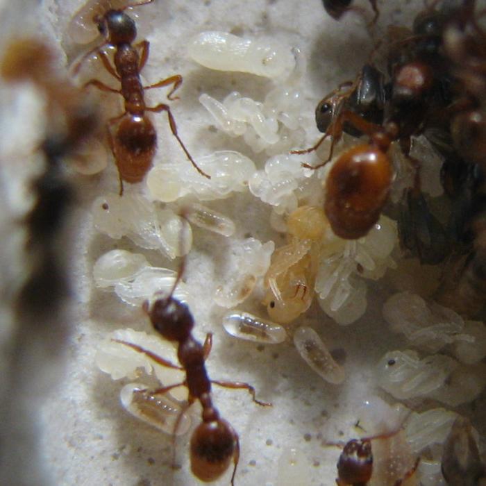Myrmica rubra