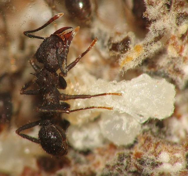 Acromyrmex sp.