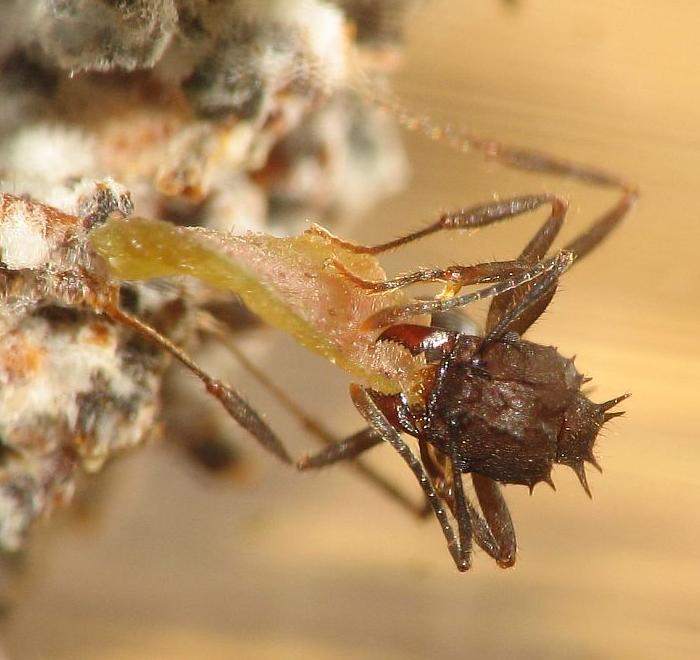 Acromyrmex sp.
