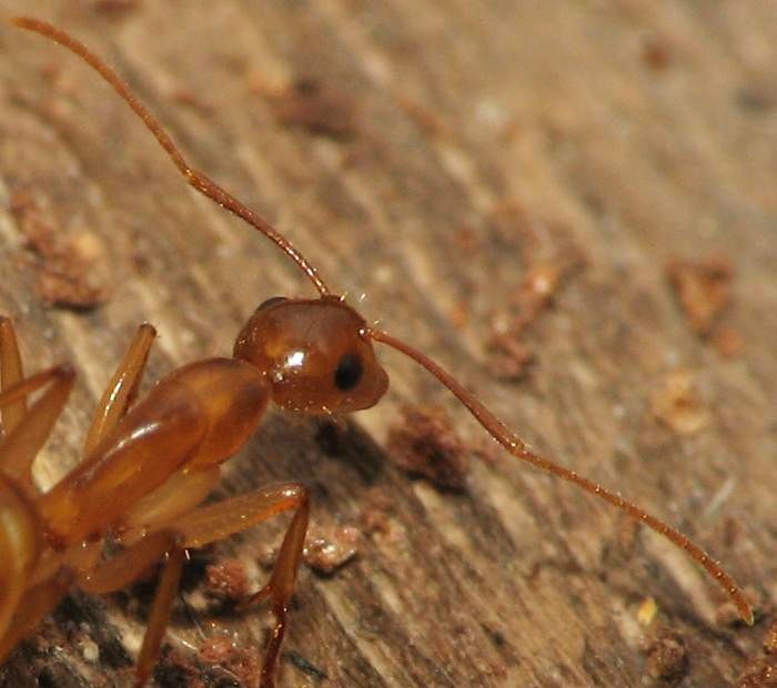 Camponotus festinatus