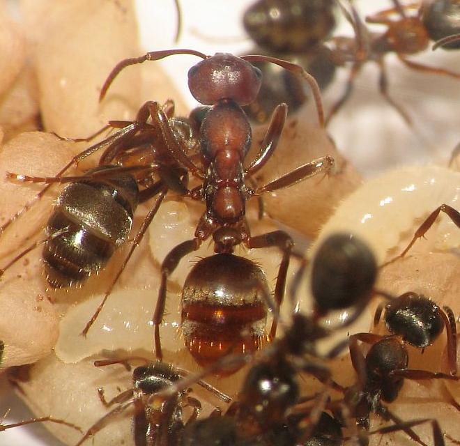 Polyergus rufescens