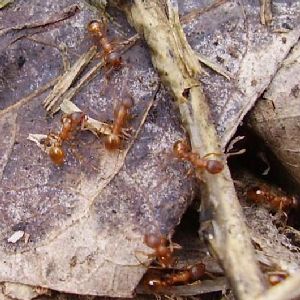 Myrmica rubra