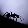 Аватар пользователя mantis