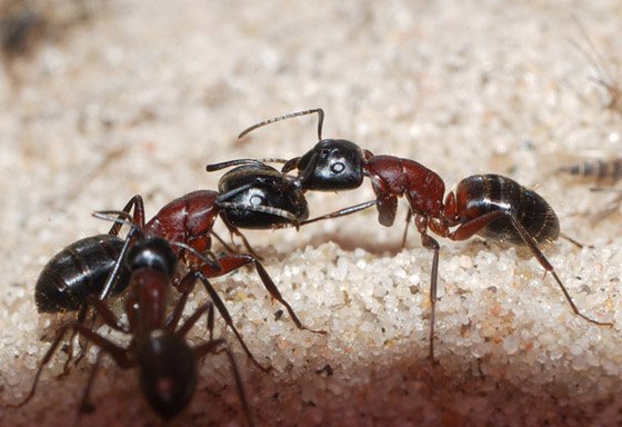 Camponotus ligniperda