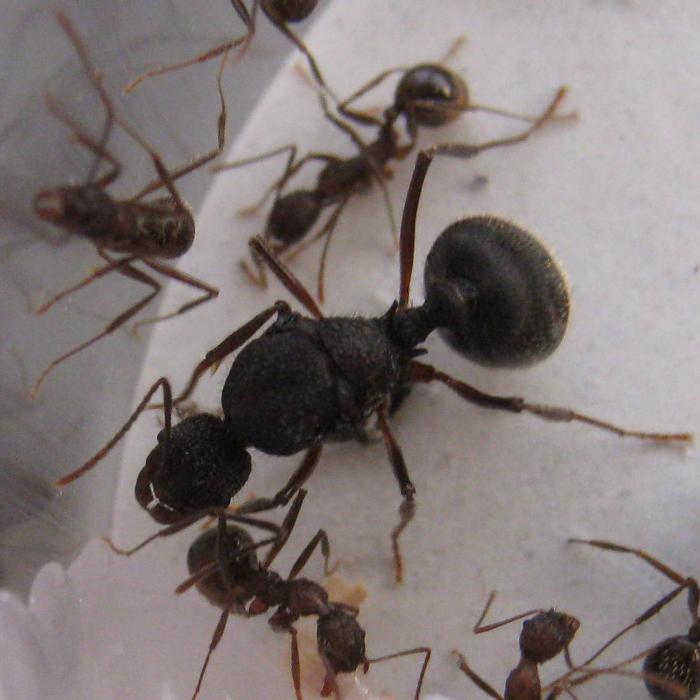 _Aphaenogaster _exasperata.jpg