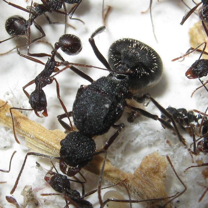 _Aphaenogaster_schurri.jpg