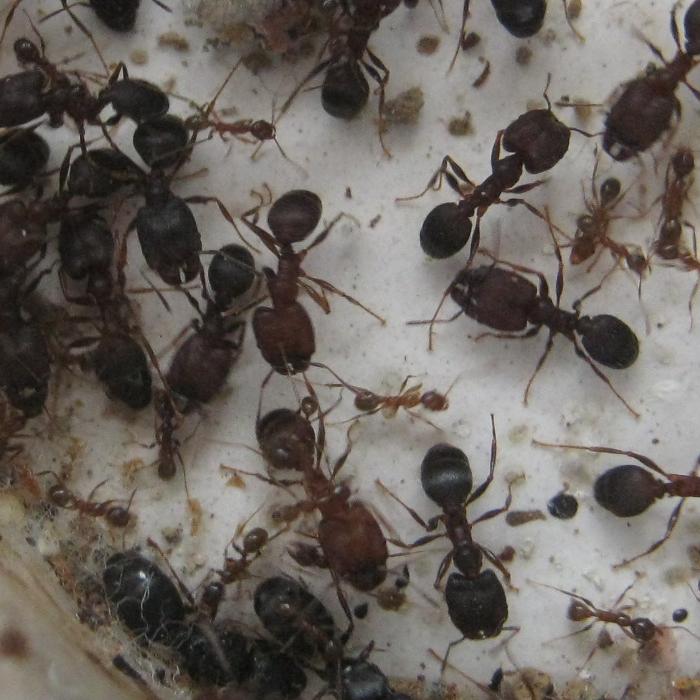 _Pheidole_yeensis.JPG