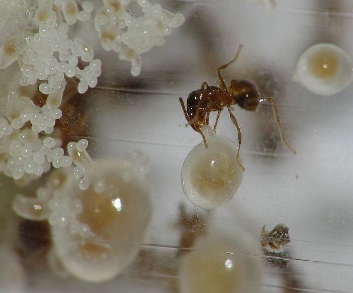 Pheidole pallidula