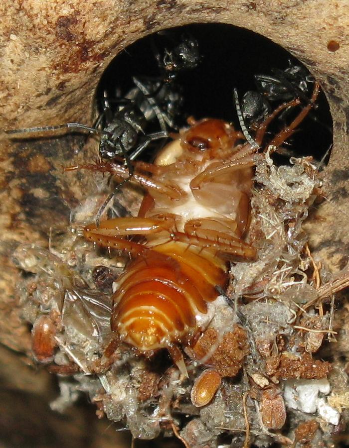 polyrhachis_dives_4879.JPG