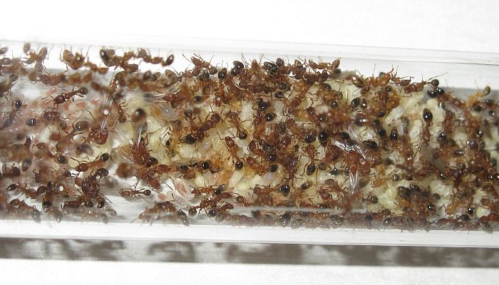 tetramorium_bicarinatum__5119.JPG