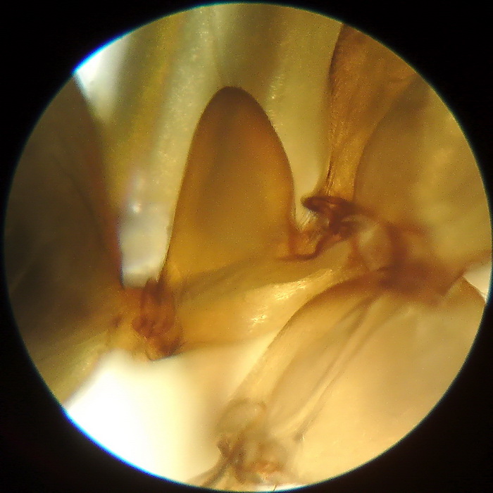 Ant under microscope 1