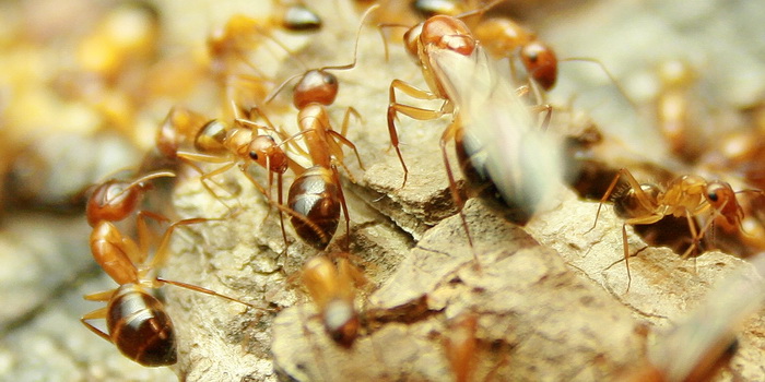 Wood Camponotus Soldier vs Worker 2.JPG