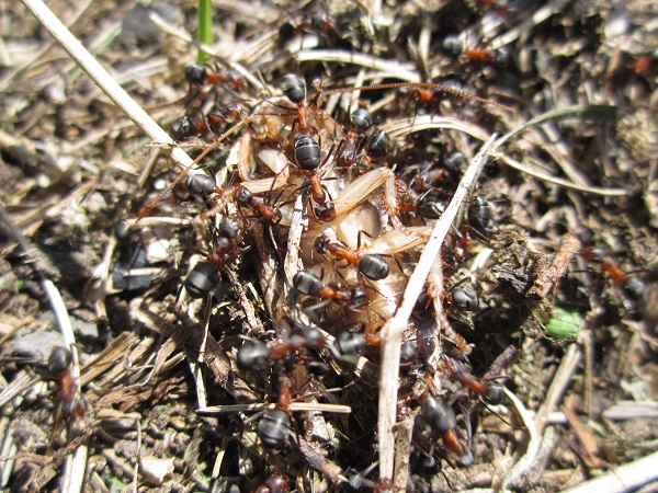 IMG_0209 - копиÑ.JPG