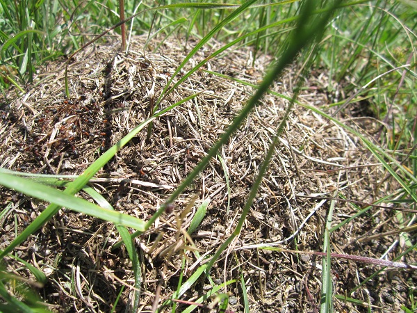 IMG_0210 - копиÑ.JPG