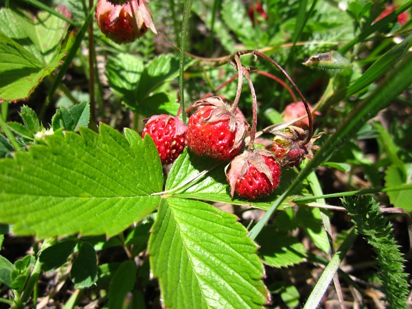 IMG_0221 - копиÑ.JPG