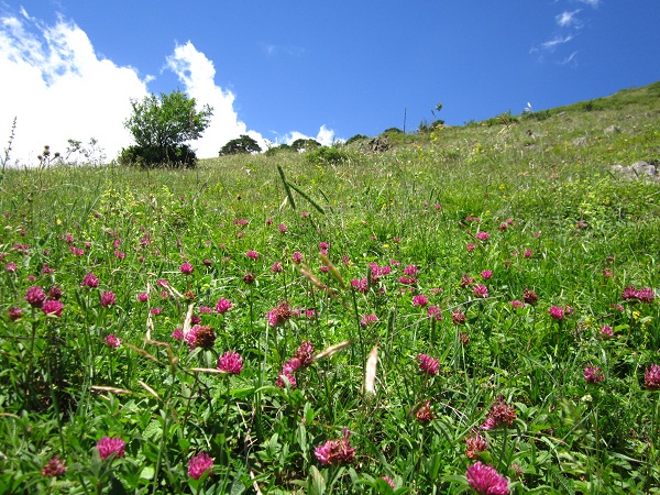 IMG_0222 - копиÑ.JPG