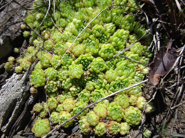 IMG_0224 - копиÑ.JPG