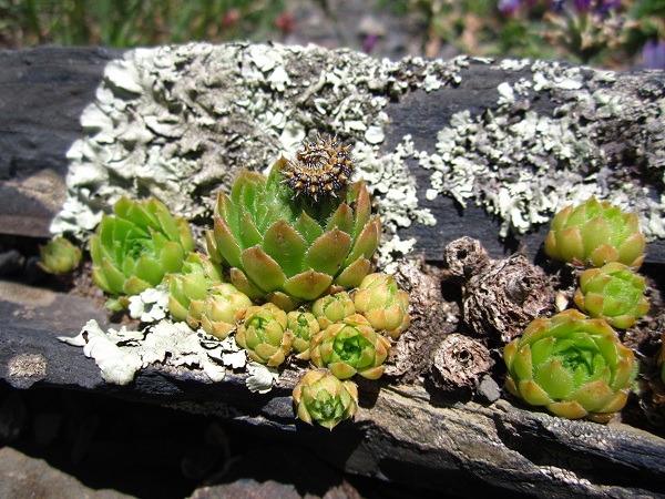 IMG_0226 - копиÑ.JPG