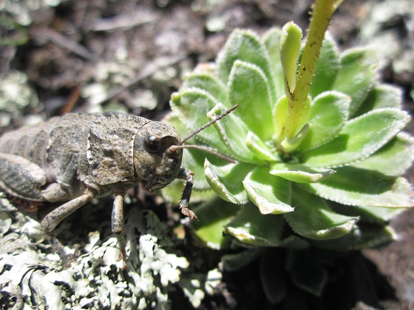 IMG_0230 - копиÑ.JPG