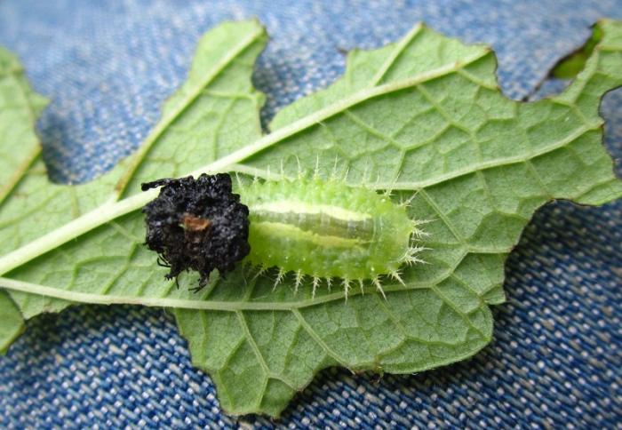 IMG_0811 - копиÑ.JPG