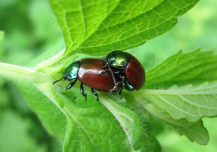 IMG_0813 - копиÑ.JPG