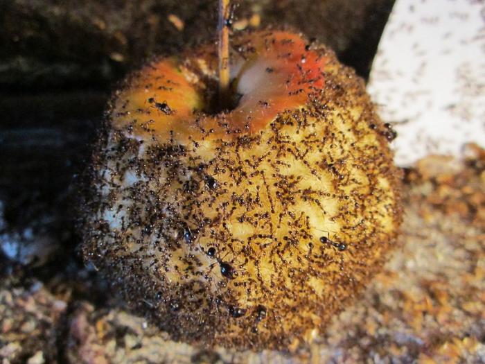 IMG_1168 - копиÑ.JPG