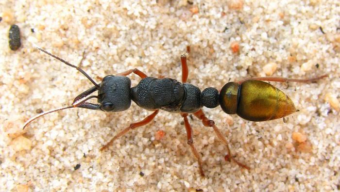 Myrmecia fulviculis.jpg