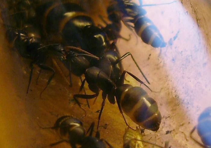 P9100131 â ÐºÐ¾Ð¿Ð¸Ñ.JPG