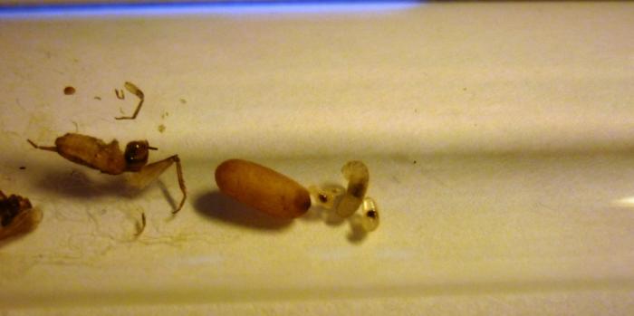 P1020606 - ÐºÐ¾Ð¿Ð¸Ñ.JPG